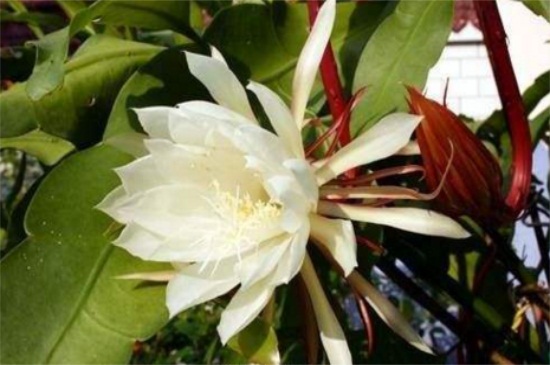 昙花秋季如何养，修枝控温水肥减少