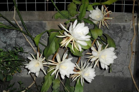 昙花秋季如何养，修枝控温水肥减少