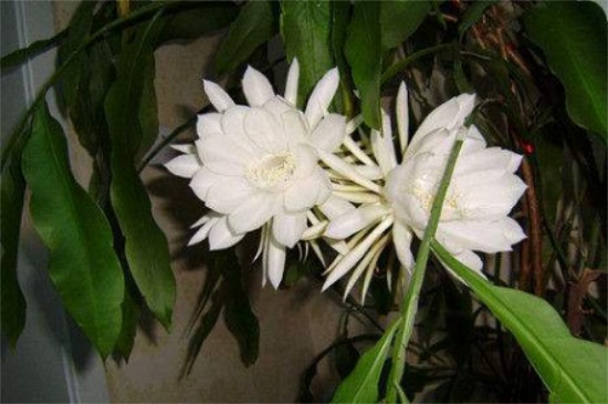 昙花秋季如何养，修枝控温水肥减少