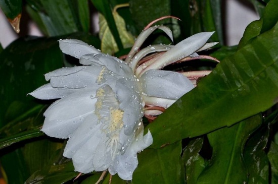 昙花秋季如何养，修枝控温水肥减少