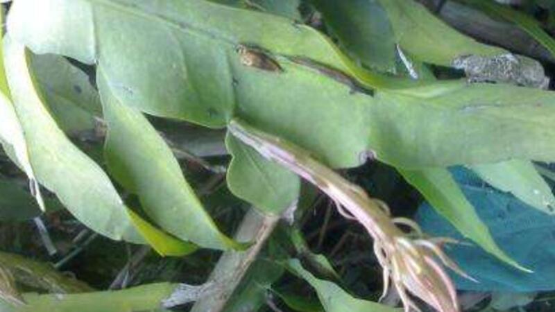 昙花叶子发黄如何办