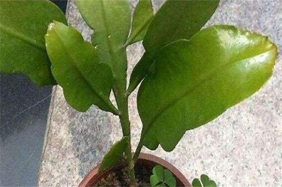 昙花叶子发黄如何办