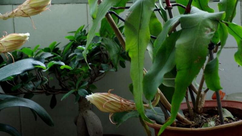 盆栽昙花的养殖办法和留意事项