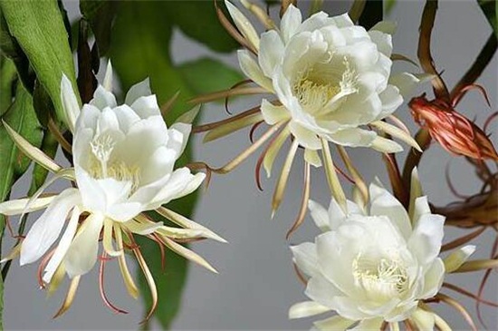 盆栽昙花的养殖办法和留意事项