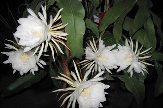 盆栽昙花的养殖办法和留意事项