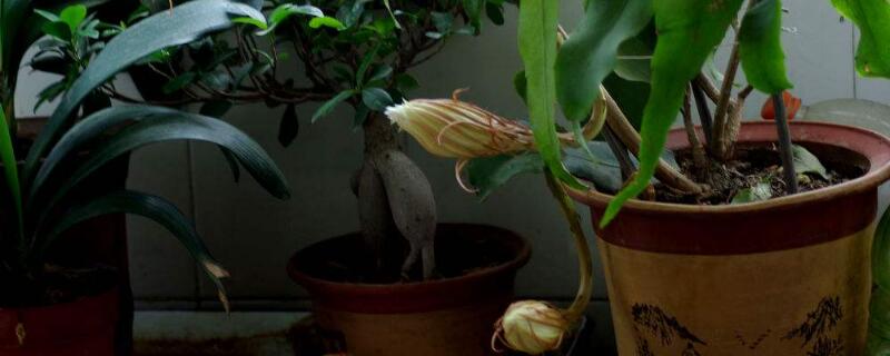 昙花几点开花时间