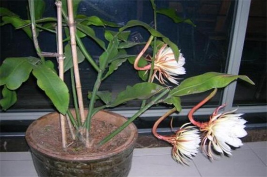 昙花几点开花时间