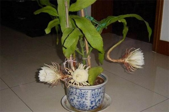 昙花几点开花时间