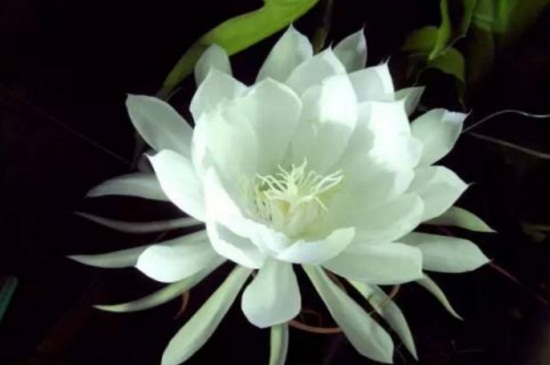 昙花的花语,永恒的爱以及执着追求