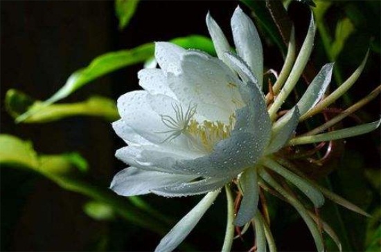 昙花的花语,永恒的爱以及执着追求