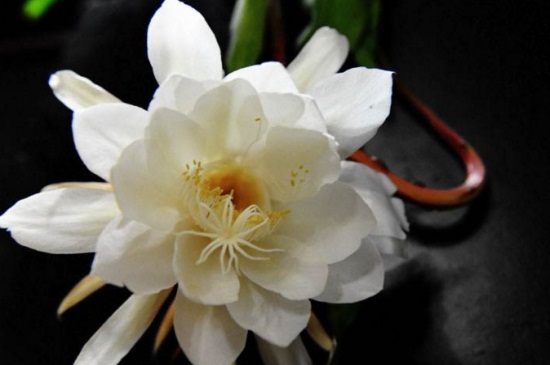 昙花的花语,永恒的爱以及执着追求