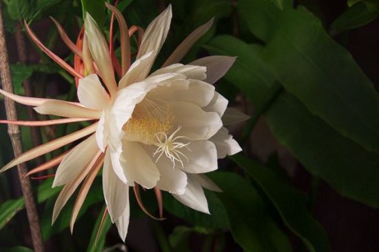 昙花的花语,永恒的爱以及执着追求