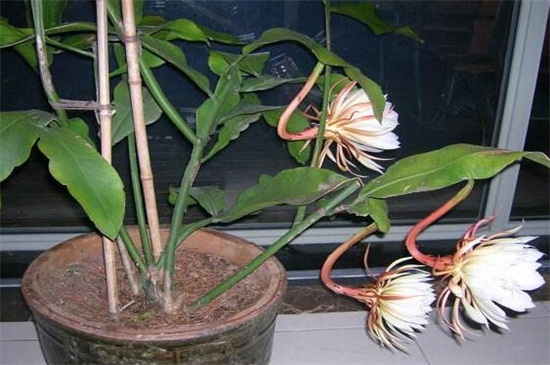 昙花冬季如何养，控水停肥并控温防冻