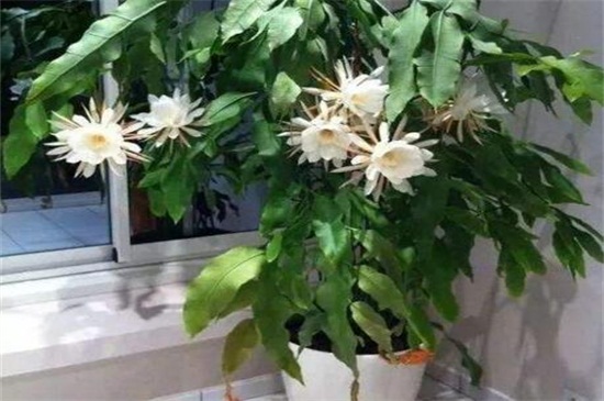 昙花冬季如何养，控水停肥并控温防冻