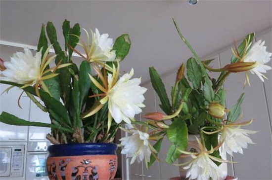 昙花冬季如何养，控水停肥并控温防冻