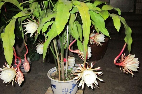 昙花冬季如何养，控水停肥并控温防冻