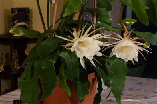 昙花冬季如何养，控水停肥并控温防冻