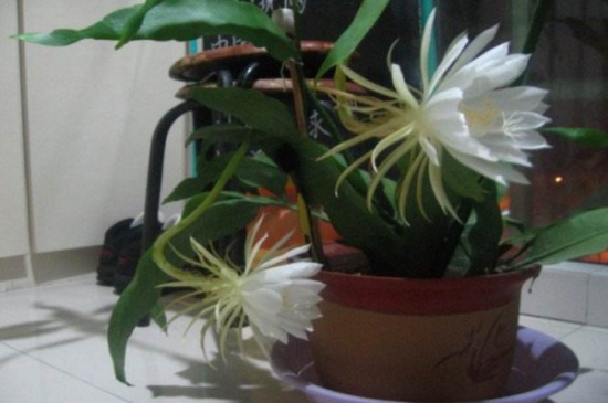 昙花如何养才开花，5个步骤使其快速开花