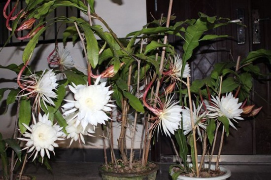 昙花如何养才开花，5个步骤使其快速开花