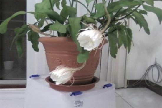 昙花如何养才开花，5个步骤使其快速开花