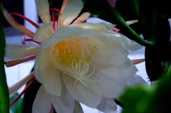 昙花如何养才开花，5个步骤使其快速开花