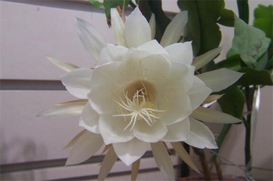 昙花水培办法，4个步骤水培繁殖昙花