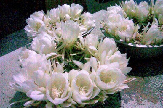昙花水培办法，4个步骤水培繁殖昙花