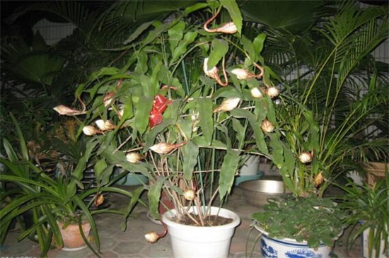 昙花水培办法，4个步骤水培繁殖昙花