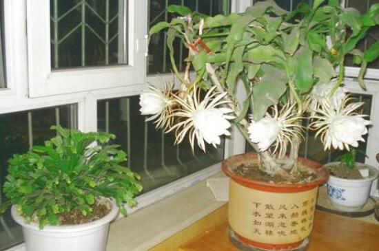 昙花如何养如何修剪，及时浇水掐头疏剪