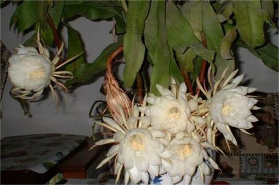 昙花如何养如何修剪，及时浇水掐头疏剪