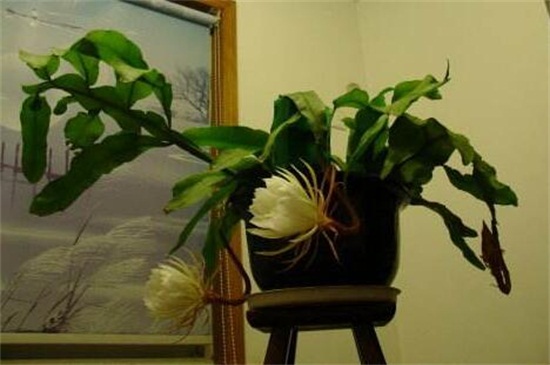 昙花如何养如何修剪，及时浇水掐头疏剪