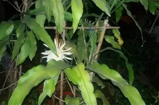 昙花如何养如何修剪，及时浇水掐头疏剪