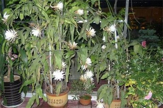 昙花如何养如何修剪，及时浇水掐头疏剪