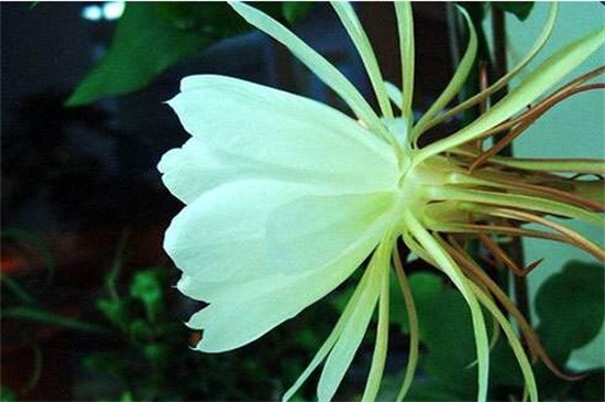 新鲜昙花如何吃,吃昙花的禁忌