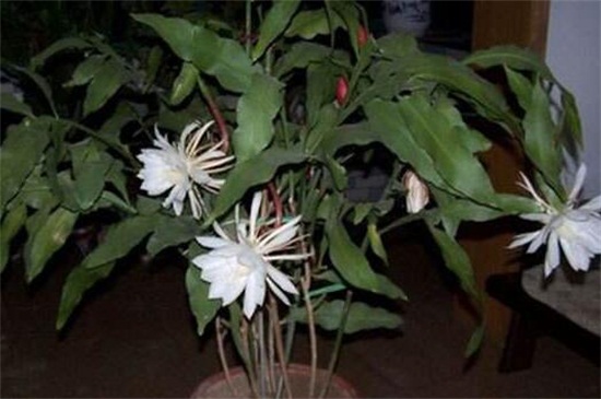 盆栽昙花的养殖办法和留意事项，为其立架以免倒伏