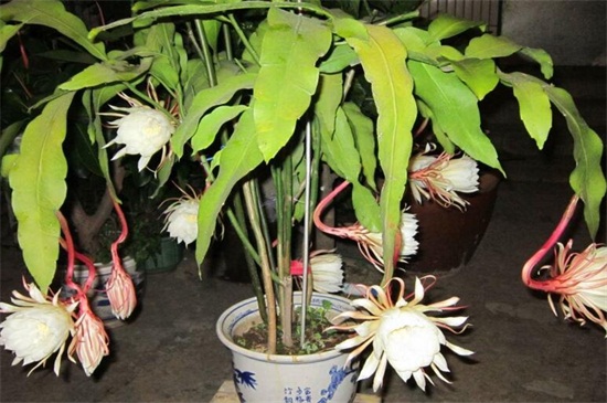 盆栽昙花的养殖办法和留意事项，为其立架以免倒伏