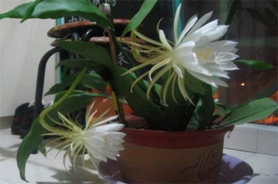 盆栽昙花的养殖办法和留意事项，为其立架以免倒伏