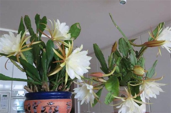 盆栽昙花的养殖办法和留意事项，为其立架以免倒伏