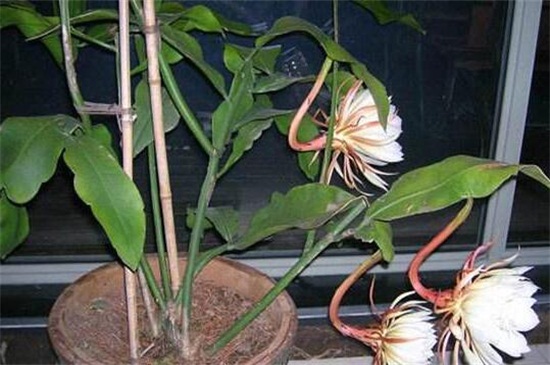 盆栽昙花的养殖办法和留意事项，为其立架以免倒伏