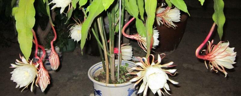 昙花的养殖办法
