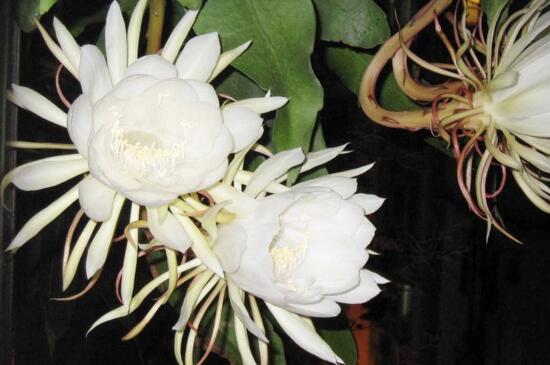 昙花的养殖办法