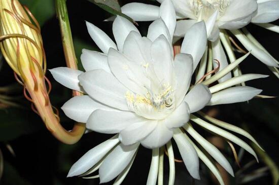 昙花的养殖办法