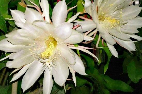 昙花冬季如何养