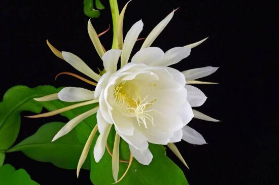 昙花冬季如何养