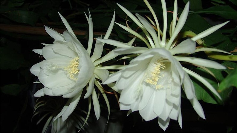 昙花的养殖办法和留意事项