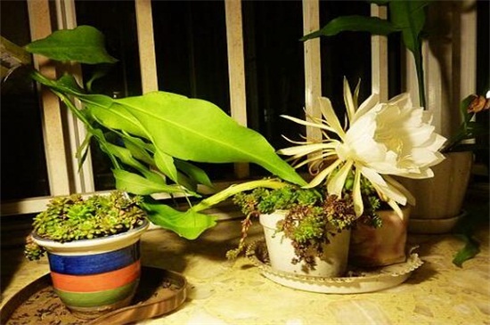 昙花的养殖办法和留意事项