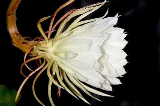 昙花的养殖办法和留意事项