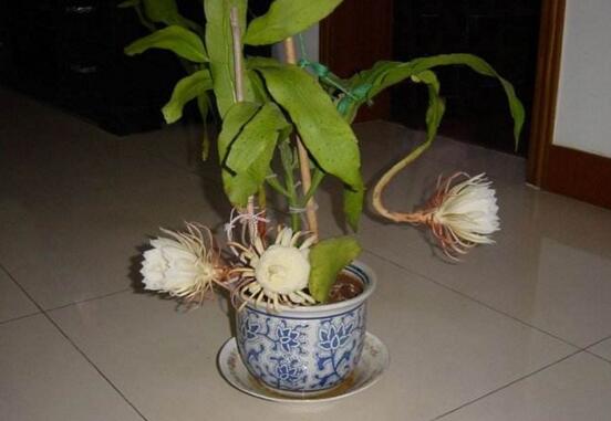 如何给昙花搭架子图，给昙花搭架定植只需四步