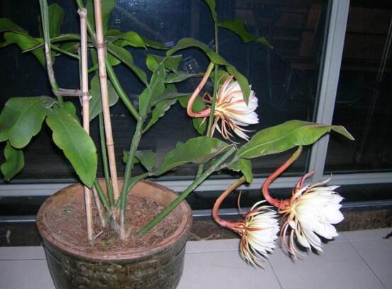 如何给昙花搭架子图，给昙花搭架定植只需四步