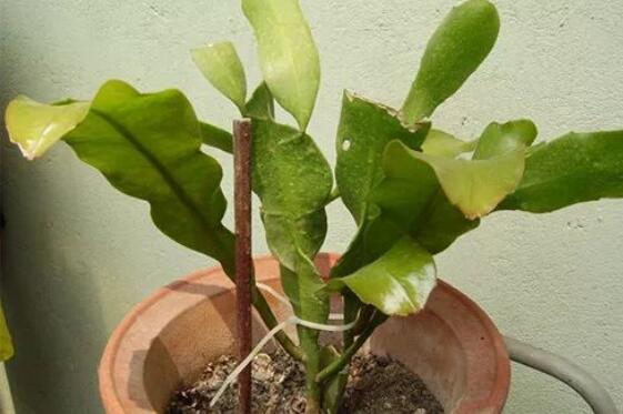 如何给昙花搭架子图，给昙花搭架定植只需四步